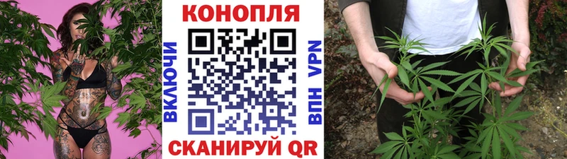 где купить наркотик  Дербент  Марихуана сатива 